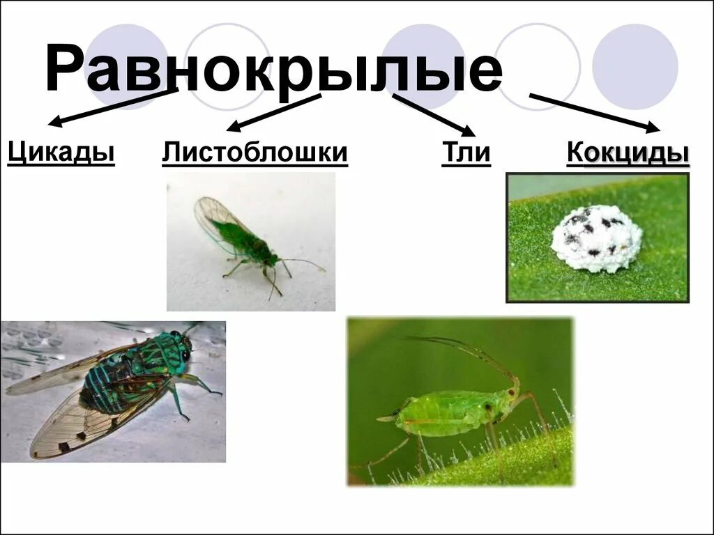 Тля относится к насекомым. Равнокрылые насекомые представители. Характеристика отряда Равнокрылые. Отряд Равнокрылые представители. Отряд Равнокрылые строение крыльев.