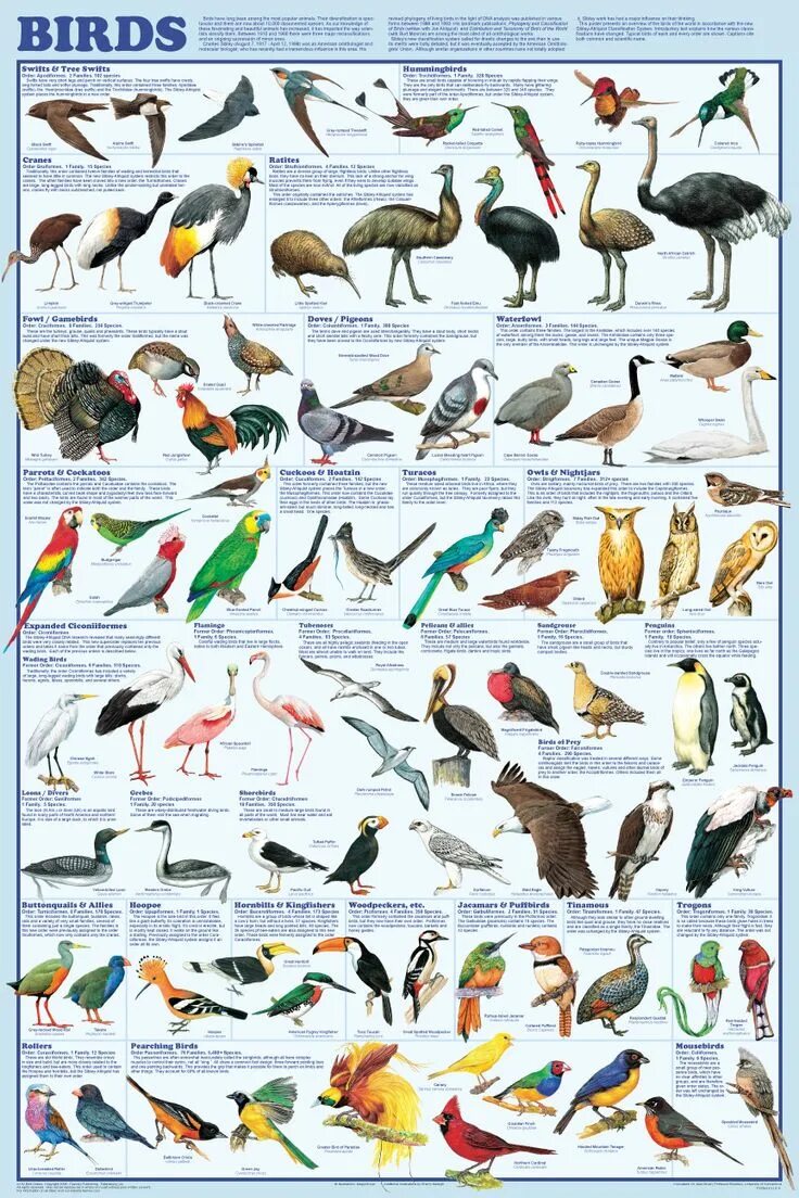 Птицы и их названия. Название всех птиц. Разные птицы с названиями. Птици наз.