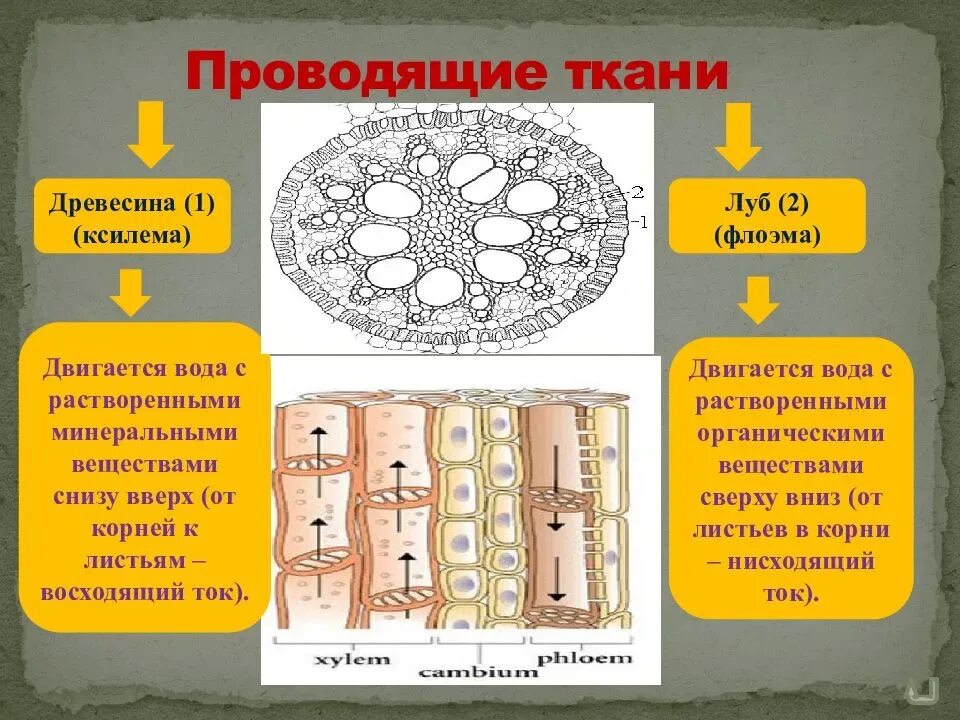 Какая часть у проводящей ткани. Ткани растений Ксилема флоэма. Ткань корня флоэма Ксилема. Ситовидные трубки Ксилема растений. Ксилема древесина 2 флоэма Луб.