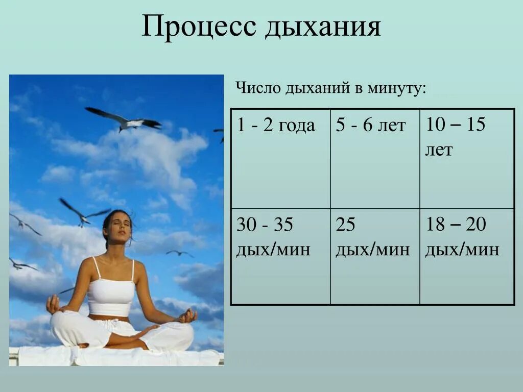 3 75 в минутах. Процесс дыхания. Вдохов в минуту. Число дыханий. Количество дыханий в минуту.