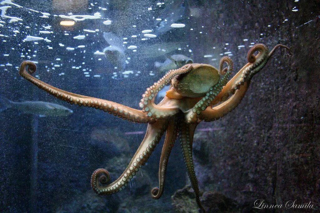 Осьминог Octopus vulgaris. Октопус вульгарис. Гигантский осьминог. Самый большой осьминог в мире.