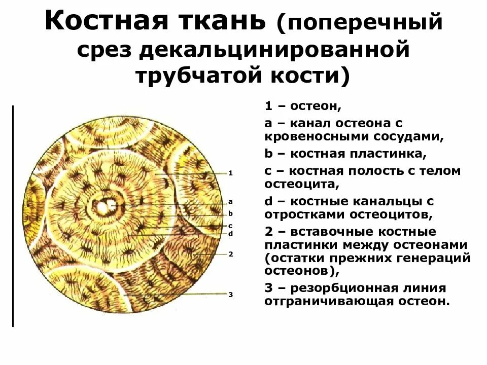 Поперечный срез трубчатой кости. Пластинчатая костная ткань поперечный срез диафиза трубчатой кости. Пластинчатая компактная костная ткань диафиза трубчатой кости. Поперечный срез трубчатой кости гистология. Поперечный срез компактного вещества диафиза трубчатой кости.