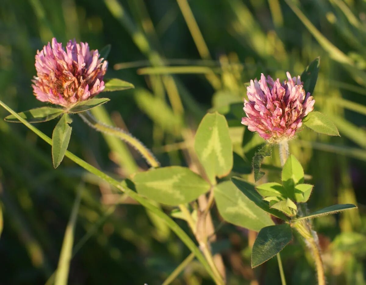 клевер красный или луговой (trifolium pratense l. клевер луговой. клевер красный (trifolium rubens). клевер красный листья. клевер красный листья.