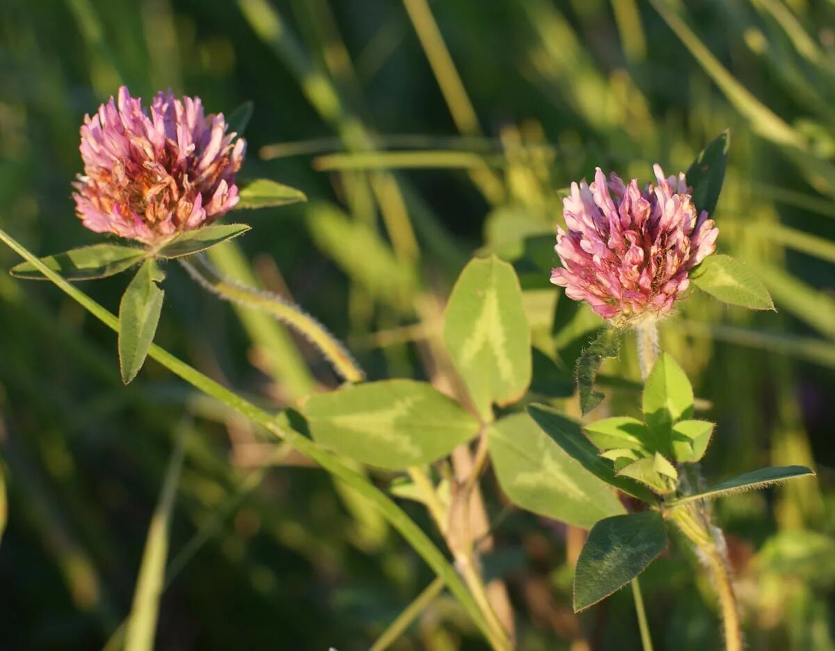 Клевер Луговой Trifolium praténse. Клевер Луговой - Trifolium pratense l. Клевер красный (Trifolium Rubens). Клевер красный или Луговой (Trifolium pratense l.). Клевер луговой небольшое растение обычно его