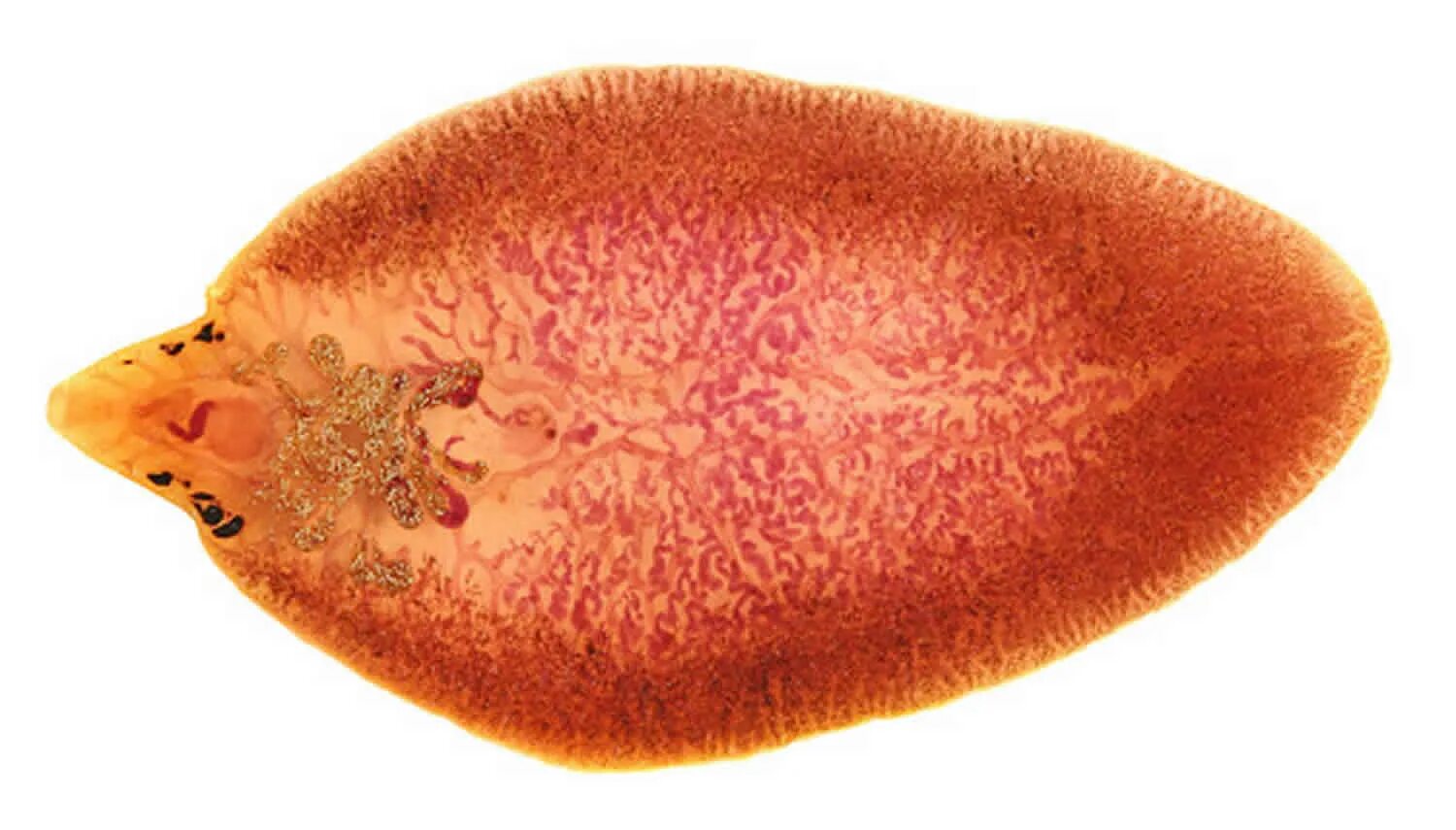 Печеночный сосальщик (Fasciola hepatica). Фасциолез возбудитель. Кишечный сосальщик