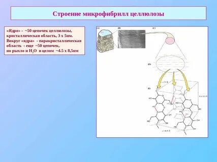 Для растительных клеток целлюлоза выполняет