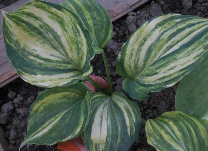 Хоста valley s. Хоста valley&#039;s kumo. хоста valley&#039;s lemon squash. хоста &quot;valley`s top&quot;. хоста валлис лимон сквош.