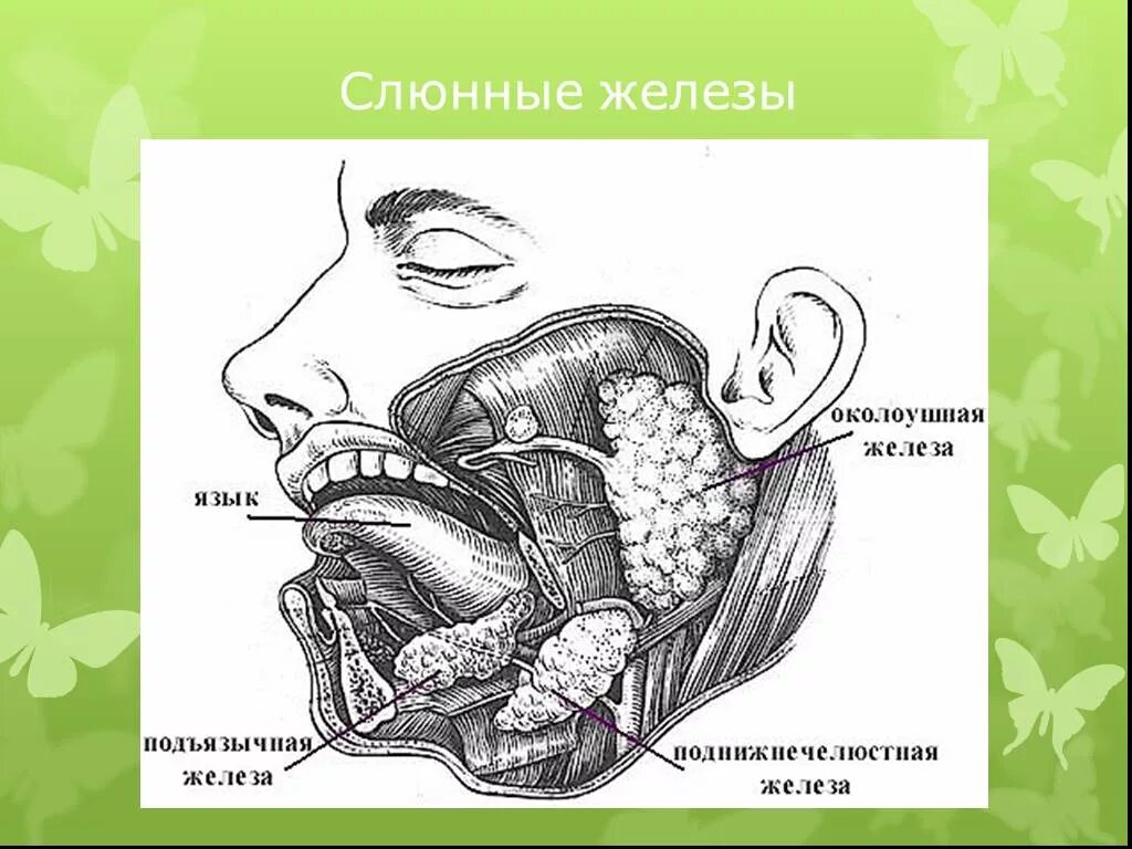 Топография подъязычной железы. Проток околоушной железы анатомия. Слюнные железы строение анатомия. Протока околоушной слюнной железы схема. Правая околоушная железа