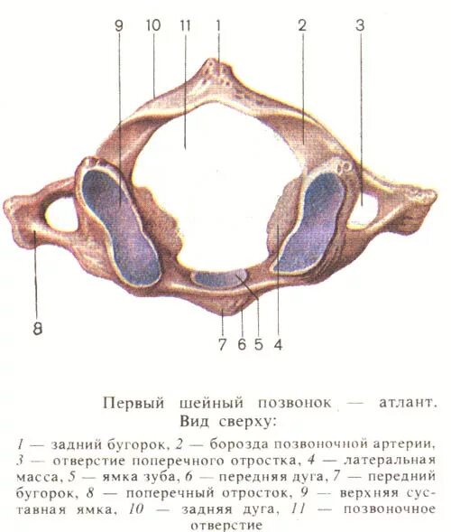 атлант позвонок снизу. второй шейный позвонок атлант строение. позвонки атлант и эпистрофей. второй шейный позвонок атлант строение. первый шейный называется.