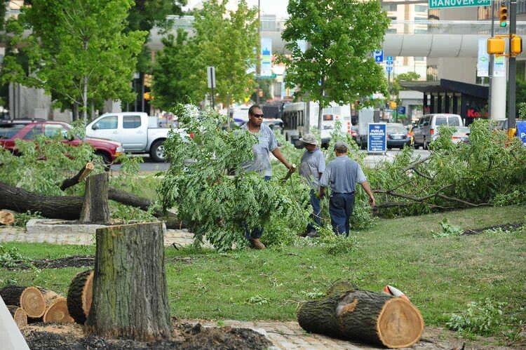 вырубка зеленых насаждений