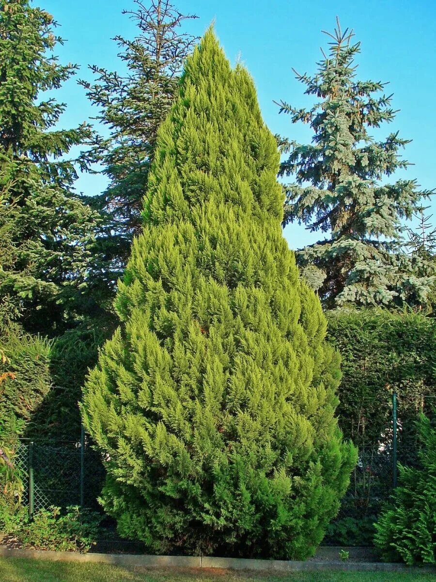 Южные хвойные. Кипарис Лавсона. Кипарисовик Лавсона. Кипарис Chamaecyparis. Chamaecyparis lawsoniana.