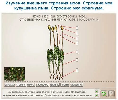 Сходство строения мха и строения водорослей. Лабораторная работа изучение внешнего строения мха. Лабораторная работа изучение строения мха. Строение мха. Изучение внешнего строения мхов.