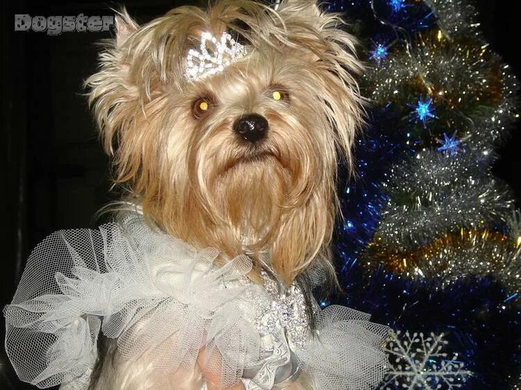 Елочная игрушка йорк. Йоркширский той терьер. Йорк новый год. Йоркшир терьер. Щенок йорк подарок новый год.