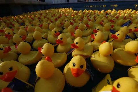 Star ducks