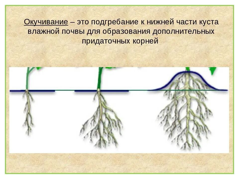 Агроприем для картофеля окучивание. Окучивание растений. Формирование корневой системы. Схема развития корня. Окучивать это