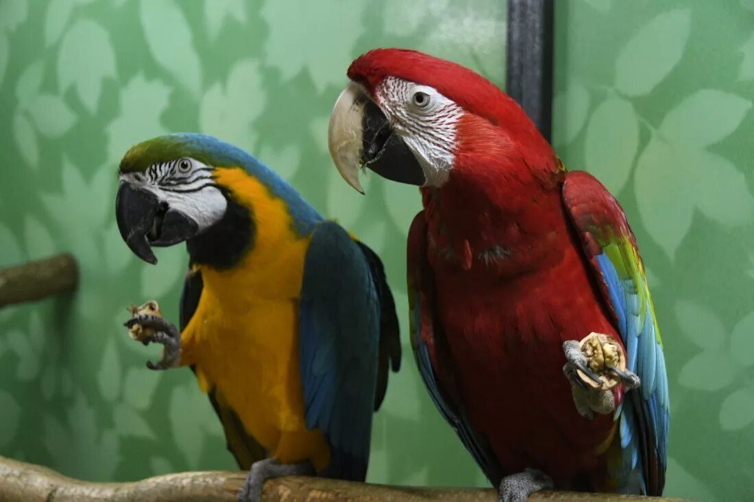 Тульский экзотариум. Говорящие попугаи. Попугай в Туле. Покажи попугаев. Купить попугая в туле