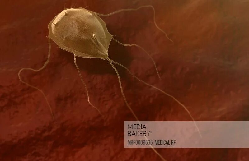 цисты лямблии микроскопия. аг лямблий. лямблии в желчи микроскопия. аг лямблий. черви лямблии в печени.