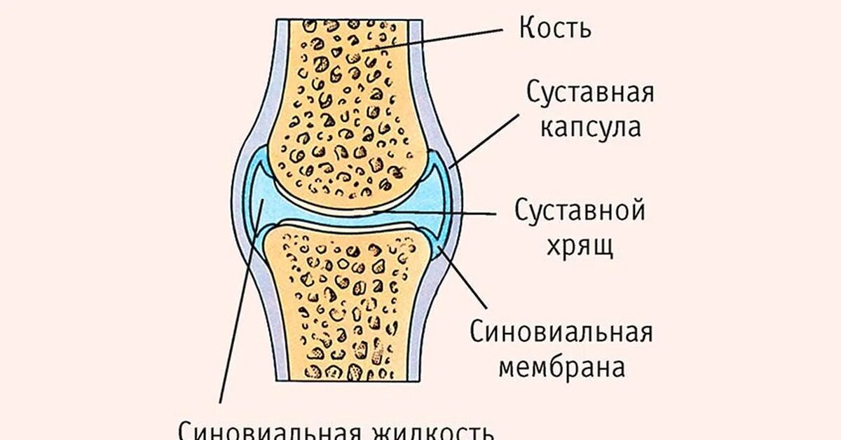 Прерывное соединение кости. Строение подвижного сустава. Коленный сустав соединение костей. Строение и соединение костей. Строение подвижного соединения костей.