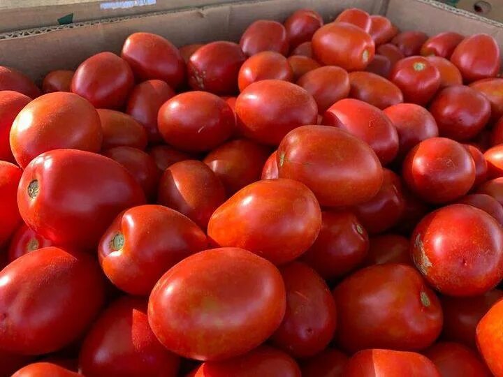 томат крупная сливка