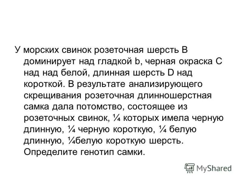 При скрещивании кудрявой морской свинки с гладкой. Определите соотношение фенотипов. При скрещивании белой морской свинки. Морских свинок ген мохнатой шерсти доминирует над гладкой шерстью. При скрещивании чистых линий морских свинок с длинной шерстью.