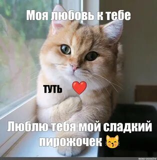 Котик тут