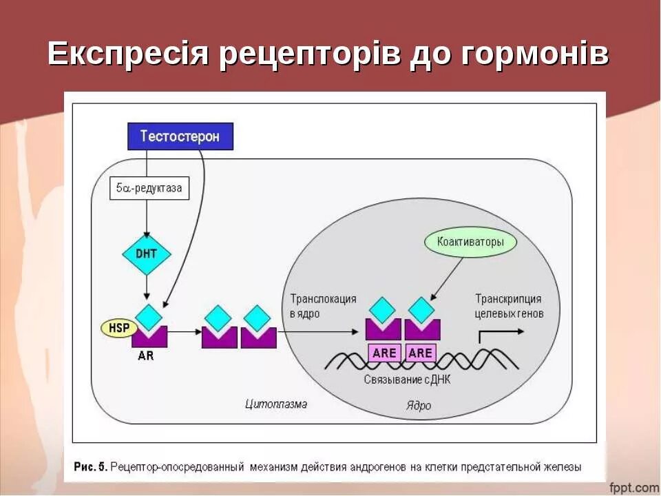 Элемент участвующий в образовании тестостерона и инсулина