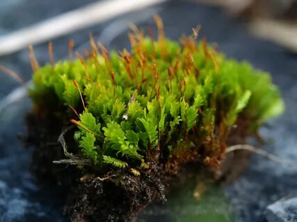 Фунария