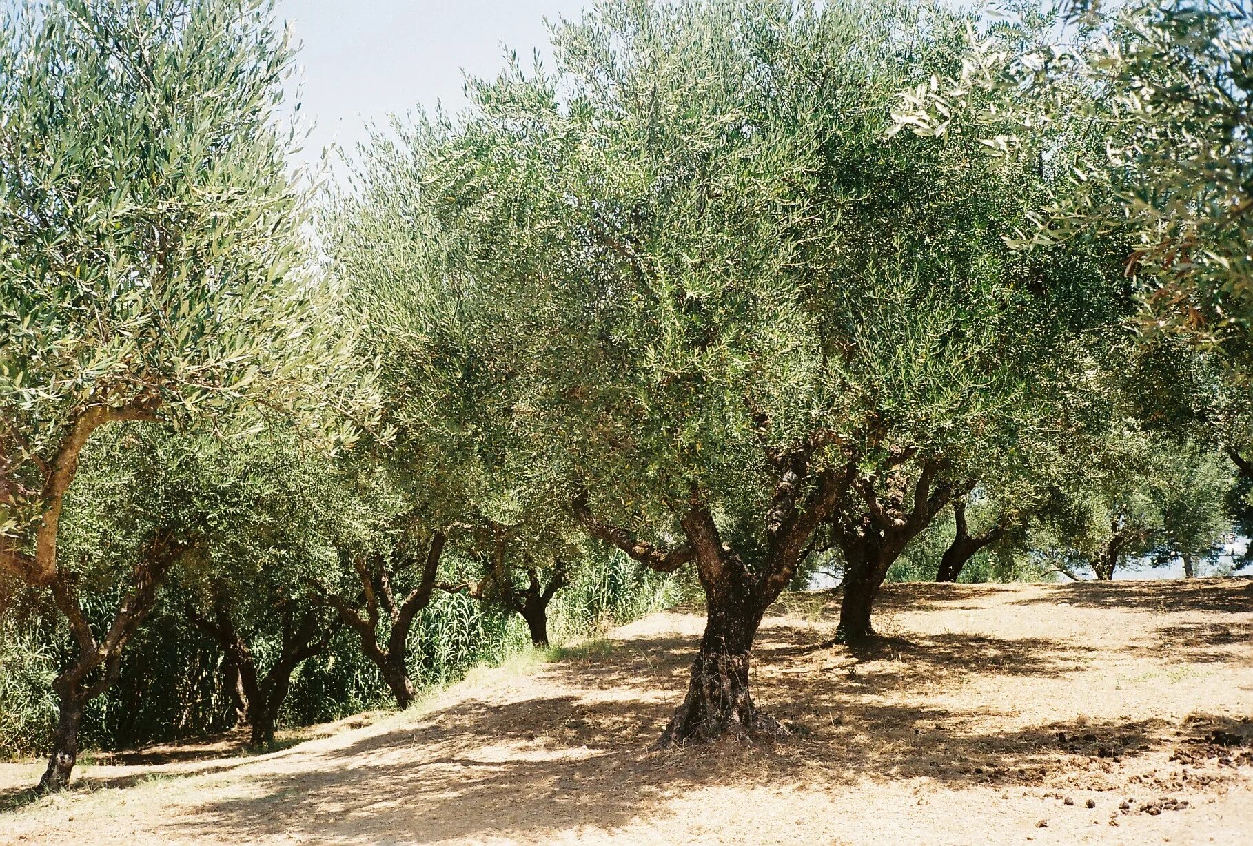 произрастало дерево. баобаб (адансония пальчатая. произрастало дерево. дуб каменный в крыму. произрастало дерево.