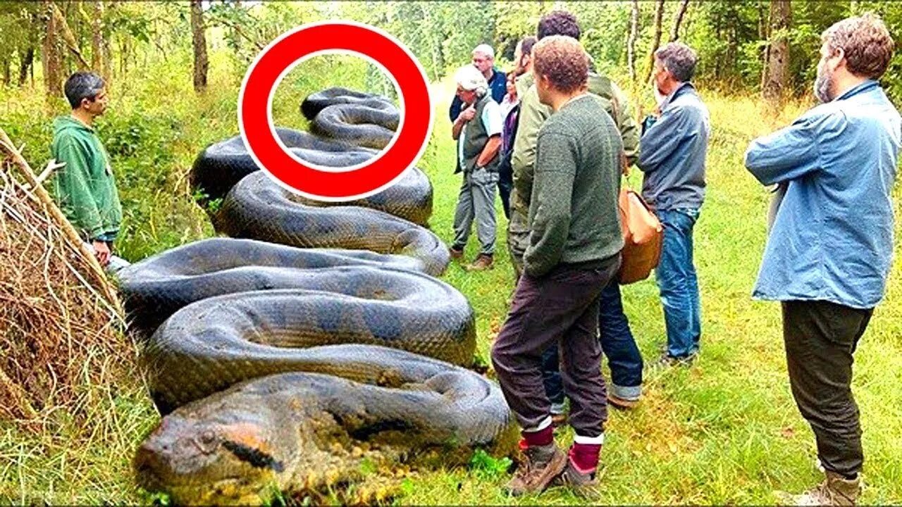 Самая большая змея видео. Анаконда змея. Змея Анаконда гигантская.