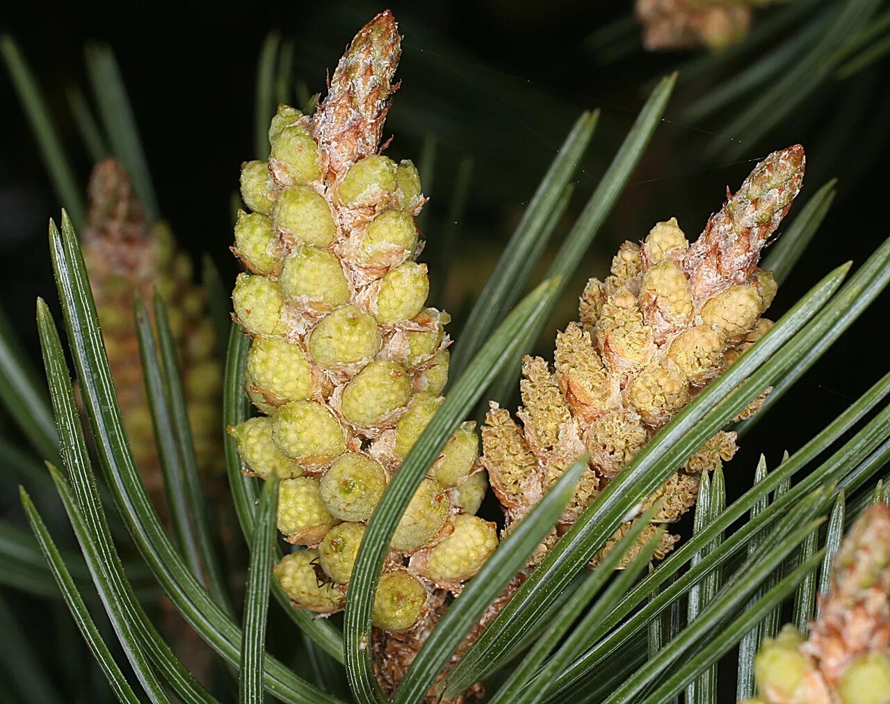 Сосна съедобная Pinus edulis. Сосновые шишки с пыльцой. Пыльца шишки сосны обыкновенной. Пыльца пицундской сосны. Сосновый пыльца свойства и применение