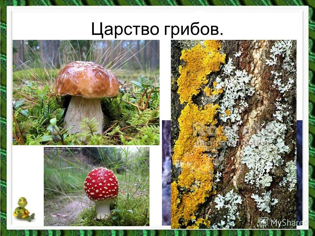 наши встречи с природой 3 класс окружающий. лесные животные и растения. наши встречи с природой 3 класс окружающий. наши встречи с природой. грибное царство.