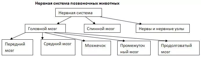 Функциональная грамотность позвоночные животные 2 класс. Нервная система позвоночных схема. Строение нервной системы позвоночных животных. Нервная система позвоночных животных нервная система таблица. Нервная система животных схема.