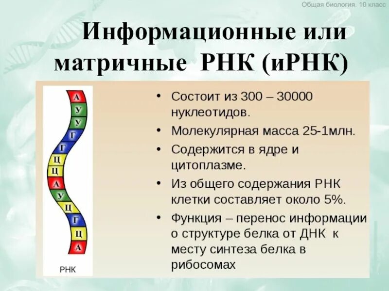 Информационная РНК строение. Матричная РНК строение и функции. Информационная ИРНК или матричная МРНК. Структура информационной РНК.