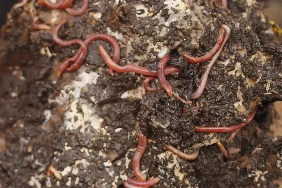 Червь трава. Красные червяки в компосте. Червяки в земле комнатных растений. Маленькие черви в земле. Рыжие черви в земле.