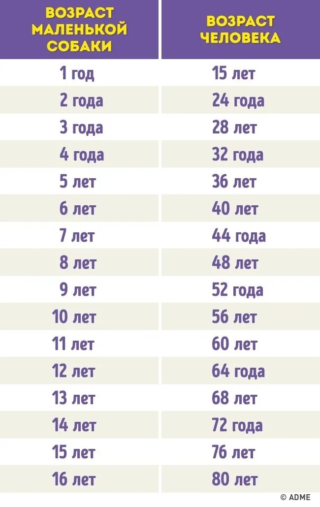 Определить какой возраст. Сколько лет собаки на человеческий Возраст 1 год. Возраст у собак по человеческим меркам таблица годам как считается. 4 Года Возраст собаки по человеческим меркам таблица. Возраст собаки по человеческим годам 1 год.