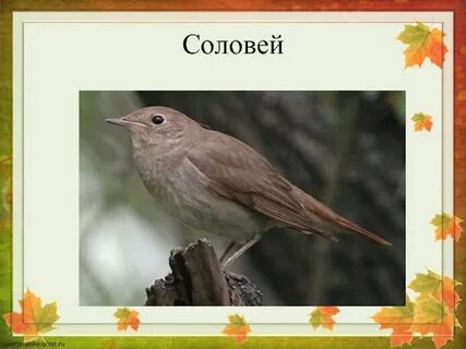 Соловьи перелетные птицы или зимующие