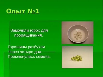 Опыт прорастание семян гороха
