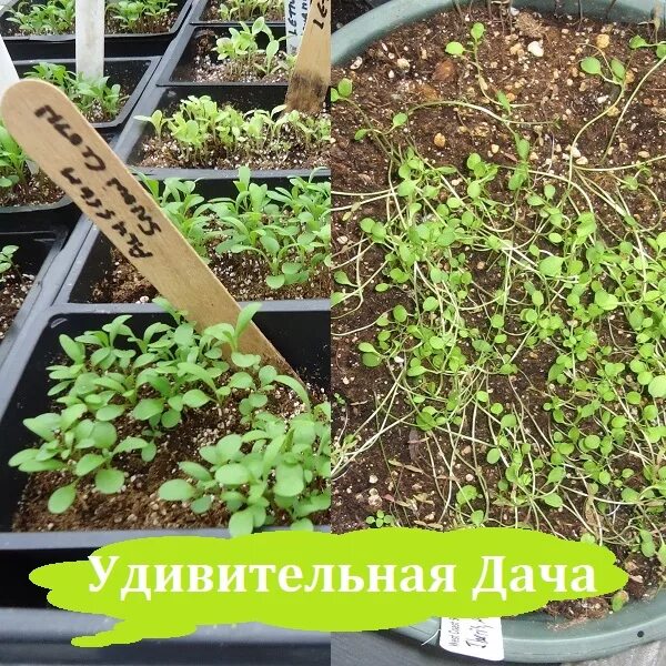 Посев алиссума на рассаду в домашних условиях