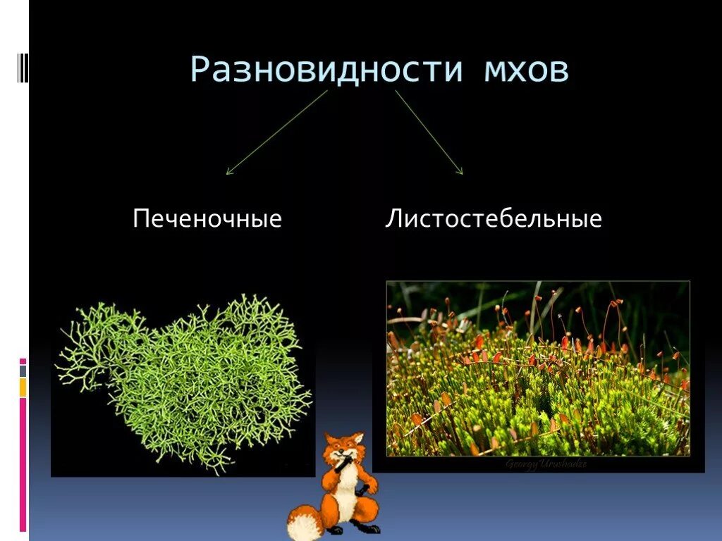 Примеры мхов 7 класс. Разновидности мхов. Мхи презентация. Проект мхи. Мхи печеночные и листостебельные.