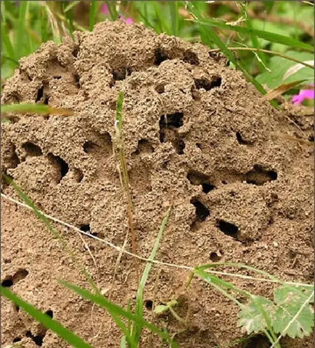 В небольшом муравейнике который. Гнездо муравьев Землянное. Муравьи в муравейнике. Муравейник садовых муравьев. Земляные муравейники.