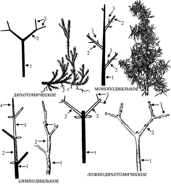 Типы ветвления побегов. Моноподиальное ветвление побега. Ветвление и нарастание побегов. Типы отвлетления побенов.