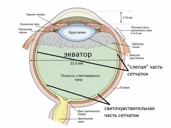 Задний полюс глаза. Слепая часть сетчатки анатомия. Экватор глаза анатомия. Части сетчатки глазного яблока. Строение глаза слепая часть сетчатки.