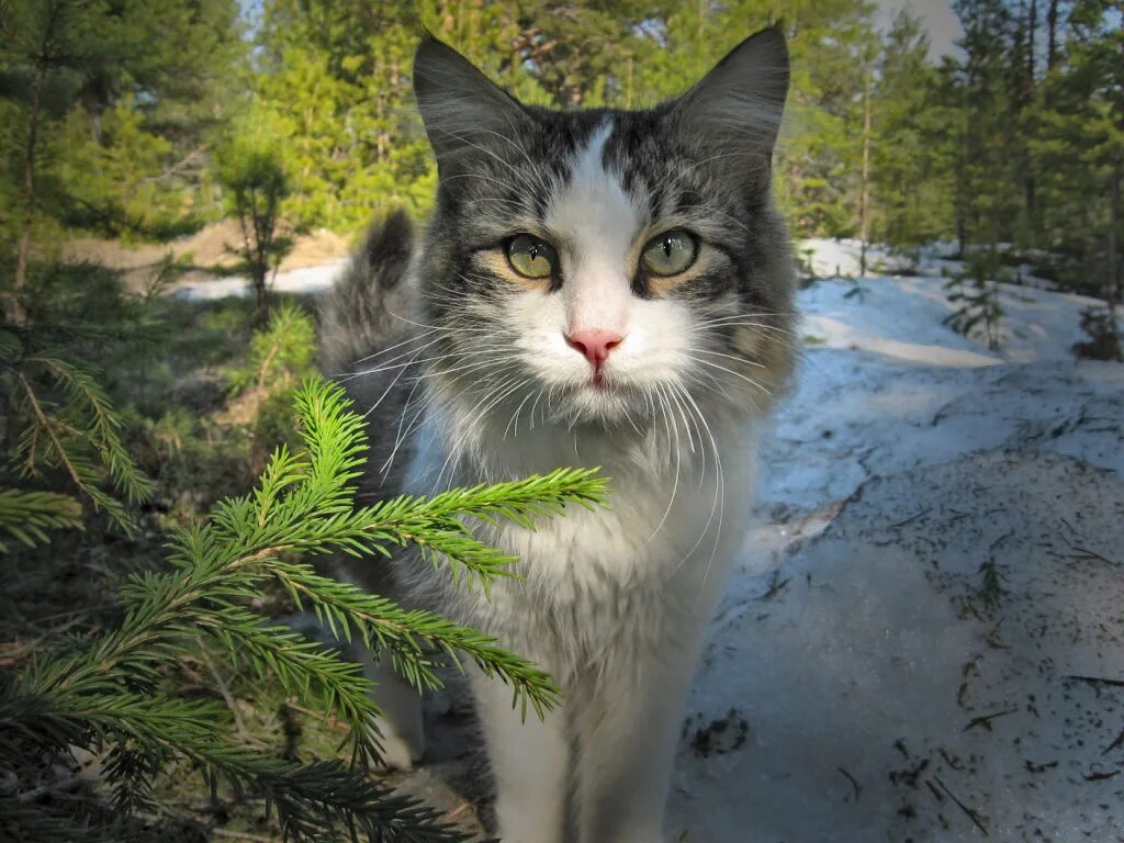 Мурзик. Кошечка Мурзик. Мурзик красивый кот. Фотографии Мурзика.