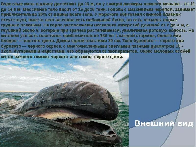 Серый кит размеры. Кит длина тела. Кит длина тела. Гибриды синего кита и финвала. Размер самого большого кита в мире.