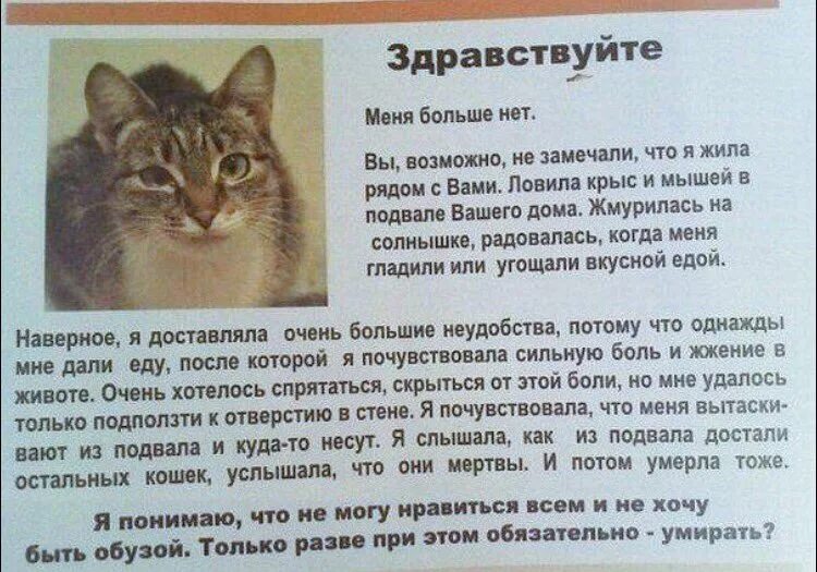 Почему хочется котенка