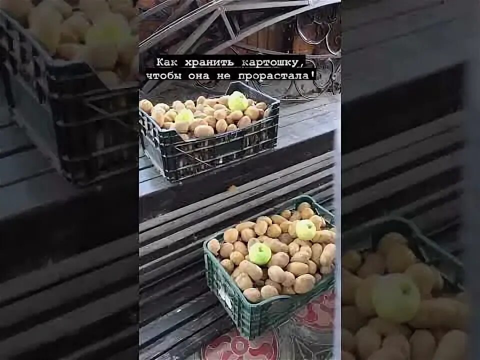 Хранение картофеля после копки