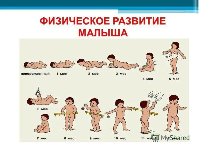 Развитие по месяцам. Этапы развития ребенка. Периоды развития младенца. Стадии развития ребенка до года.