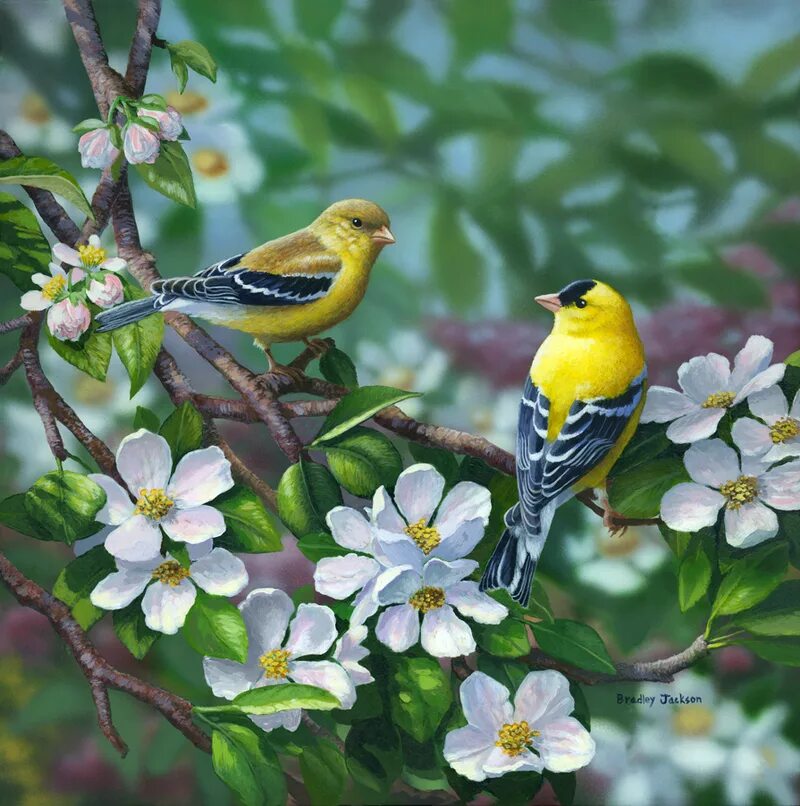 Весенние птицы на дереве. Художник Bradley Jackson. Джексон Брэдли (Bradley Jackson) картины. Брэдли Джексон художник. Брэдли Джексон картина птицы на ветке.