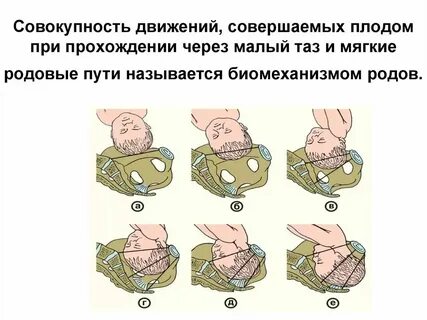 Роды процесс этапы