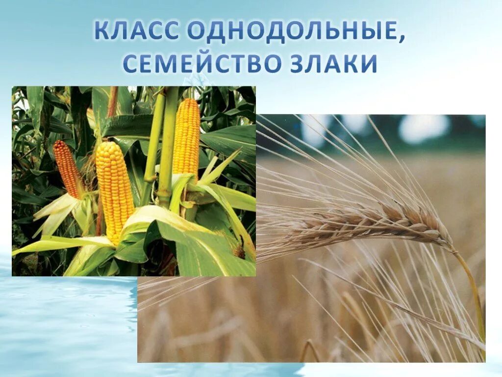 Однодольные семейство злаковые. Класс Однодольные семейство злаки. Семейство однодольных растений злаковые. Семейство злаковые Мятликовые.